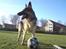 Schæferhund Chifers Bella - Hun elsker den bold ): Godt nok har den forandret udseendet lidt, siden billedet blev taget i 2008 ;)