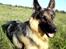 Schæferhund Chifers Bella - Marken 2009. OBS! Billedet er IKKE redigeret :)