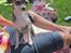 Chihuahua Luna
