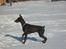 Dobermann enigma