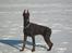 Dobermann enigma