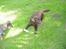 Labrador retriever Sille R.I.P