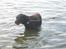 Labrador retriever Sille R.I.P
