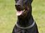Dobermann R.I.P  Zigga - Er jeg ikke bare sød .