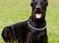 Dobermann R.I.P  Zigga - Hvor blev bolden af.