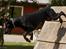 Dobermann R.I.P  Zigga - Over A spring