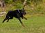 Dobermann R.I.P  Zigga - Den flyvende hund