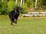 Dobermann R.I.P  Zigga - Zigga i let løb.