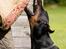 Dobermann R.I.P  Zigga - Zigga ved bevogning