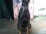 Dobermann R.I.P  Zigga - På vagt til Århus festuge 2009