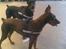 Dobermann R.I.P  Zigga - Zigga på arbejde med lillesøster maxi i hans nye sele