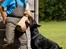 Dobermann R.I.P  Zigga - Bevogter 