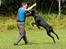 Dobermann R.I.P  Zigga - Juhu så fik jeg ham.