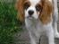 Cavalier king charles spaniel Joey