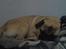 Mops Uffe