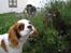 Cavalier king charles spaniel Joey