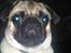 Mops Uffe