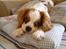 Cavalier king charles spaniel Joey