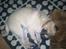 Mops Uffe