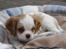 Cavalier king charles spaniel Joey