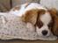 Cavalier king charles spaniel Joey
