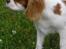Cavalier king charles spaniel Joey