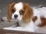 Cavalier king charles spaniel Joey
