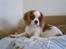 Cavalier king charles spaniel Joey