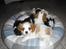 Cavalier king charles spaniel Joey