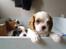 Cavalier king charles spaniel Joey