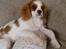 Cavalier king charles spaniel Joey