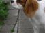 Cavalier king charles spaniel Joey