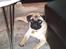 Mops Uffe