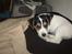 Jack russell terrier Baloo