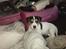 Jack russell terrier Baloo