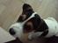 Jack russell terrier Baloo