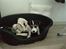 Jack russell terrier Baloo