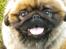 Pekingeser Dengse Ming Blach