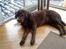 Labrador retriever Louie - Louie klar til at tage sin eftermiddagslur 
