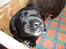 Labrador retriever Anthon(slogt) - hej velkommen til min pofil