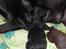 Labrador retriever Anthon(slogt)
