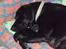 Labrador retriever Anthon(slogt)