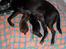 Labrador retriever Anthon(slogt)