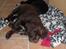 Labrador retriever Thor - velkommen til thor pofil