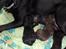 Labrador retriever Thor