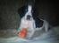 Blanding af racer Rocky - Laser dog!!!