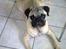 Mops Henry - Henry flader ud