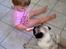 Mops Henry - Henry og Emma hygger