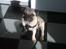 Mops Henry - Henry