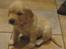 Golden retriever Shadowfax Wanissa Sheila - 30 dage gammel